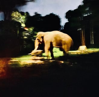 a large elephant walking through a grassy area