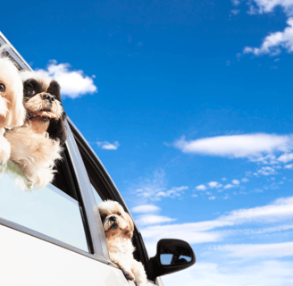 dogs watching out of a car window