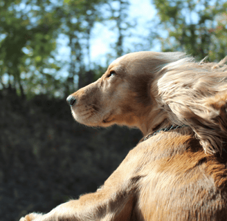 dog with head outside car window