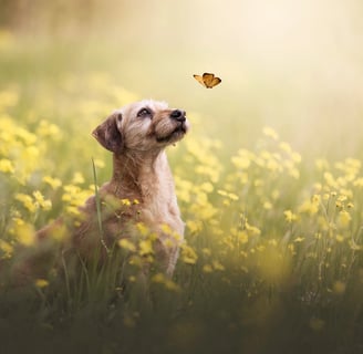 Hund mit Schmetterling im Blumenfeld