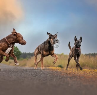 3 Hunde laufen auf Feldweg