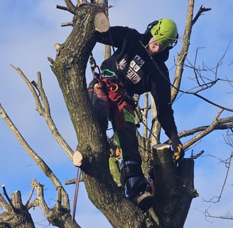 Masterton tree services