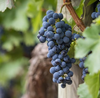 Vineyard and grapevines in Santa Ynez, CA – premium wine country real estate with mortgage solutions