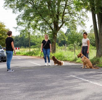 RIKA Hundeschule beim Gruppentraining