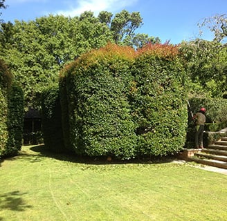 Hedge trimming Services 