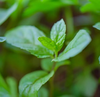 menthe poivrée