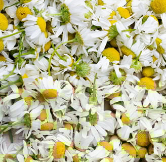 plantes contre le stress
