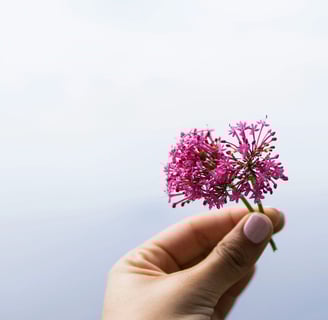 fleur de valeriane aide à mieux dormir