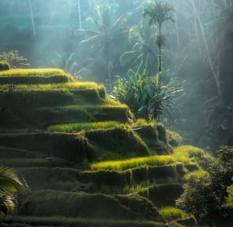 rizière en terrasse à bali