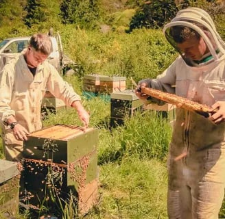 Der Bienenstock: Herzstück jeder erfolgreichen Imkerei