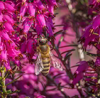 a bee on a flowery plant with a bee