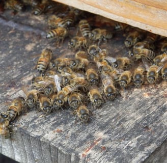 Guarding the Hive: Disease Prevention, Treatment Protocols, and Integrated Pest Management