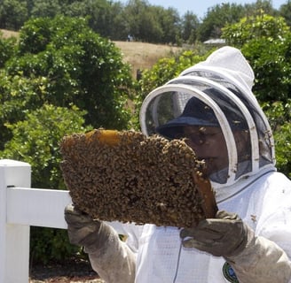 Honey Bee Health – Essential Practices for Thriving Colonies