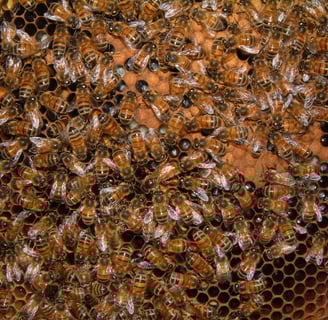 Inside the Hive: Understanding Bee Biology, Behavior, and Colony Dynamics