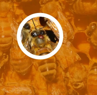 Varroa Mites – Effective Control Strategies for Healthier Hives