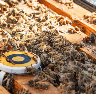 Precision Beekeeping – Enhancing Hive Management with Technology