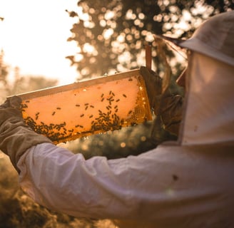 Scaling Smart: Strategies for Successful Commercial Beekeeping Operations