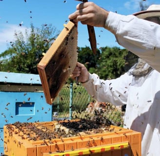 – The Role of Modern Beekeeping Technology in Hive Success