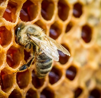 The Science of Sweetness: Unveiling the Hidden Wonders of Bees and Honey