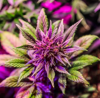red/green cannabis flower