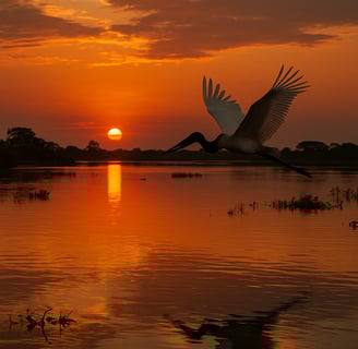 Tuiuiú voando sobre águas douradas do Pantanal ao entardecer