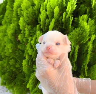 chihuahua pêlo longo branco de nariz chocolate e olhos verdes macho