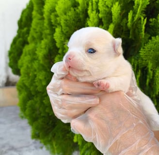chihuahua pêlo curto branco macho