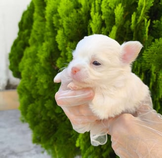 chihuahua pêlo longo branco de nariz chocolate macho