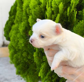 chihuahua pêlo longo branco macho