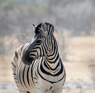 Ontdek het dierenrijk in Afrika