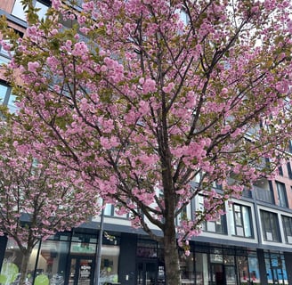 a tree with pink flowers in the middle of a city