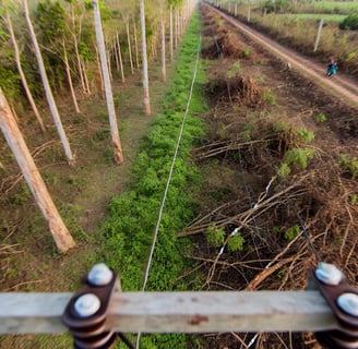 supressão de vegetação para passagem de linha de transmissão