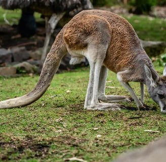 Taronga Zoo, featured on MyTripJunction.com travel blog.
