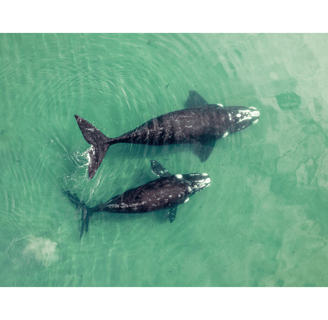 drone shot of whale .