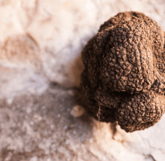 trufalab trufa negra tuber melanosporum