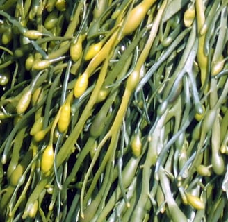green seaweed