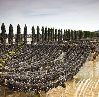 Mussel farming in Brittany