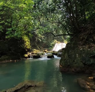 a waterfall in the middle of a forest