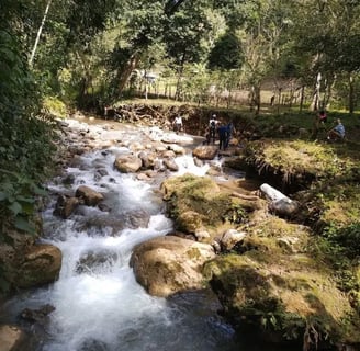 a stream running through a forest filled with people