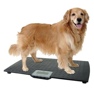 De Redmon numérique de précision Balance pour Animal Domestique, Grande