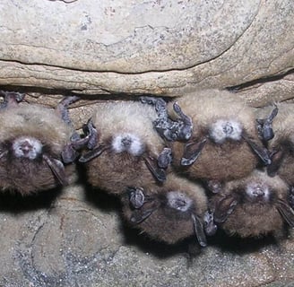 Bats with white nose syndrome, photo: Government of Alberta/Flickr, CC BY-ND