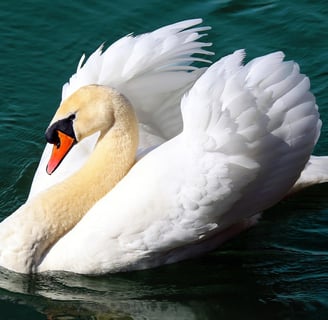 Image of Swan to symbolise Swan Song Journey