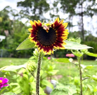 sunflower opening in shape of a heart