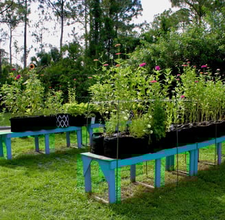 Raised cut flower beds full of zinnias and sunflowers