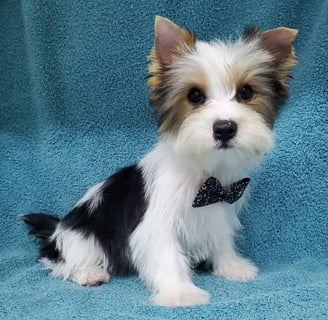 Teacup yorkie on sale