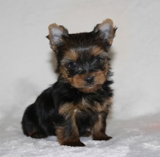 Teacup yorkies for sale