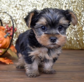 Teacup Yorkie for Sale