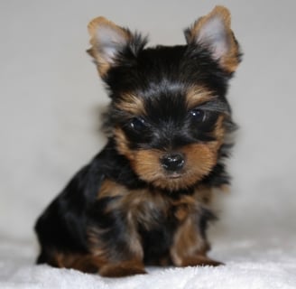 Yorkie for sale