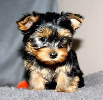 Yorkies for sale