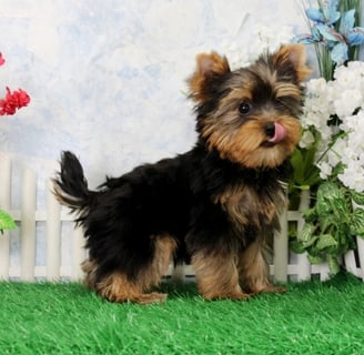 teacup yorkie for sell